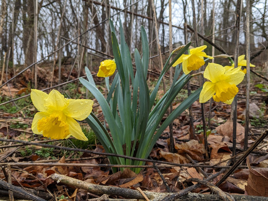 A clump of daffodils, with five yellow blooms and several tall green leaves coming out of the ground. They're in an area of brush, surrounded by tall thin dead stems of some plants, fallen autumn leaves, small sticks, and a few patches of green grass or clover or other small plants. In the background is a chain link fence, and behind that a couple dozen tall, thin tree trunks with no leaves visible. The photo looks up a hill, and beyond the trees is a blueish gray sky.